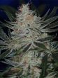 Jack the Ripper Seeds