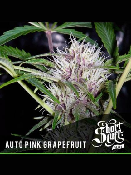 Auto Pink Grapefruit Seeds 