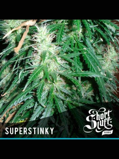Auto Super Stinky Seeds 