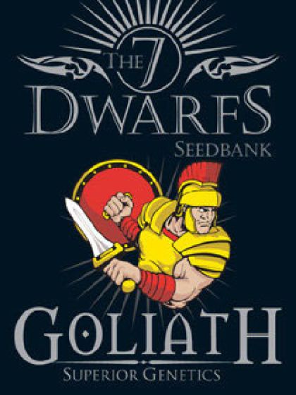 Goliath Seeds - 5