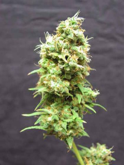 Afghanica Regular Cannabis Seed 