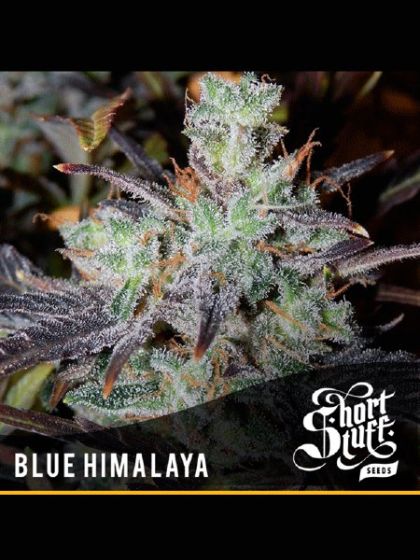 Auto Blue Himalaya Seeds