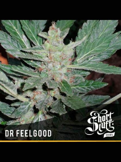Auto Dr. Feelgood Regular Seeds 