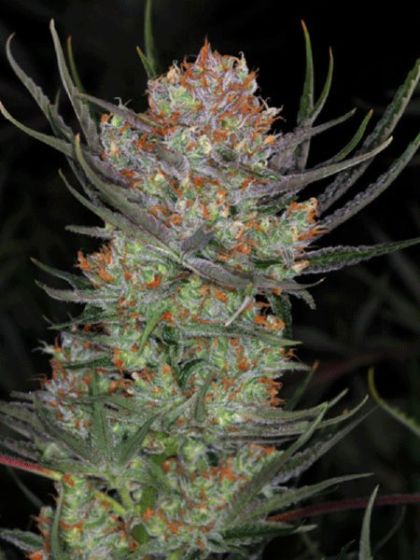 Bryan Berry Cough Seeds