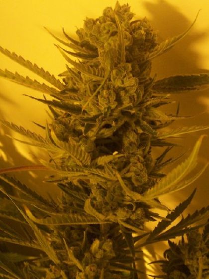 Cheese BX1 Seeds 