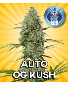 Auto OG Kush Seeds