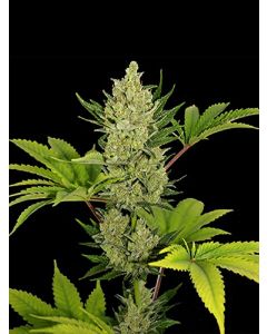 Auto Blue Cheese Seeds
