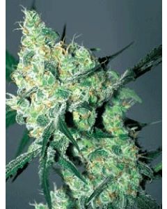 Auto White Russian Seeds 