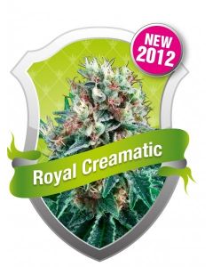 Royal Creamatic Seeds