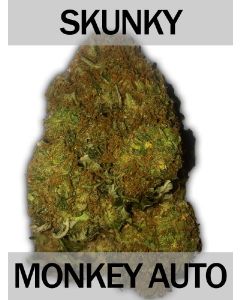 Skunky Monkey Auto Seeds