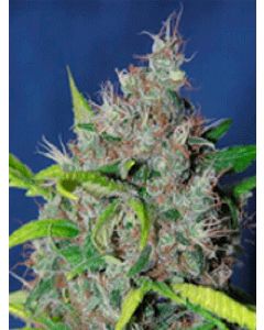 Smurfberry Automatic Seeds