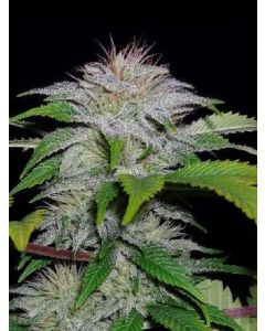 White Candy Seeds
