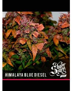 Auto Himalaya Blue Diesel Seeds