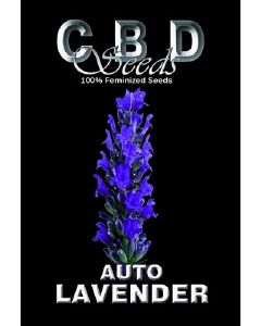 Auto Lavender Seeds