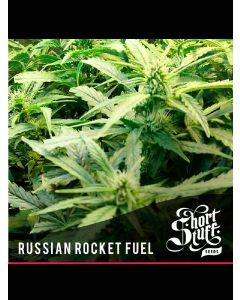 Auto Russian Rocket Fuel Seeds