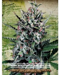 Auto Silver Bullet Seeds