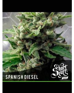 Auto Spanish Diesel Seeds