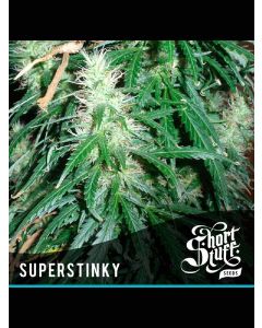 Auto Super Stinky Seeds 