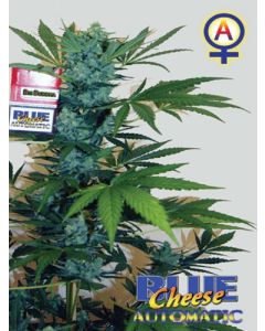 Blue Cheese Automatic Seeds