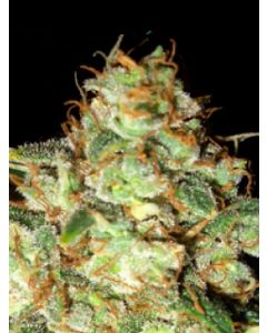 Bubba Cheese Feminised Seeds