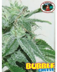 Bubble Cheese Seeds