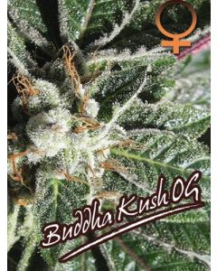 Buddha Kush OG Seeds