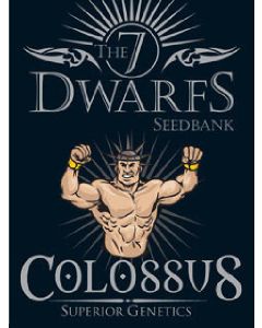 Colossus Seeds - 5
