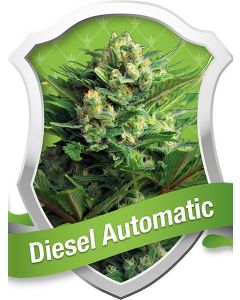 Diesel Auto Seeds