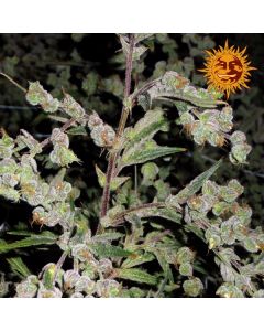 Dr Grinspoon Seeds