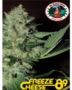 Freeze Cheese '89 Seeds