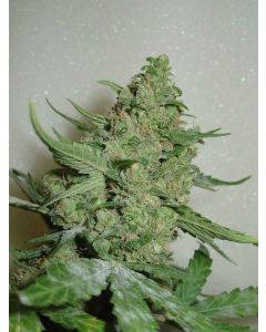 Homegrown Cheese Auto Seeds