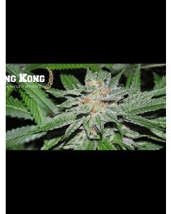 King Kong Seeds