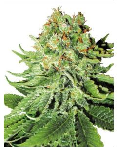 Northern Lights Automatic Seeds