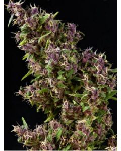 Purple Paro Valley Seeds 