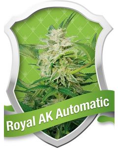 Royal AK Auto Seeds
