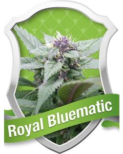 Royal Bluematic Seeds