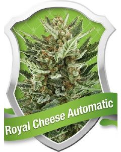 Royal Cheese Auto Seeds