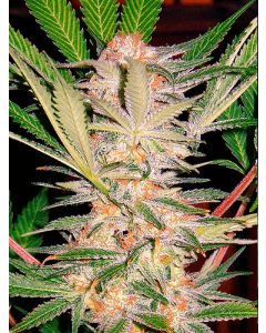 Sweet Afghani Delicious Seeds