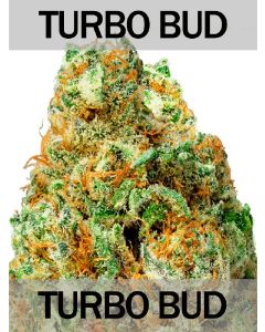 Turbo Bud Auto Seeds