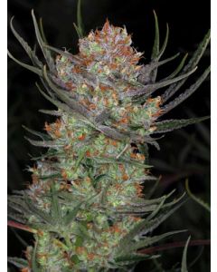 Bryan Berry Cough Seeds