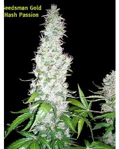 Hash Passion Seeds 