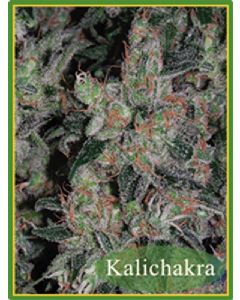Kalichakra Seeds 