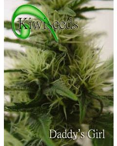 Kiwiseeds - Daddys Girl Seeds - 10