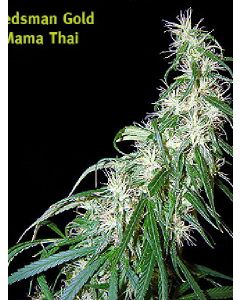 Mama Thai Seeds 