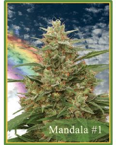 Mandala #1 - Seeds 