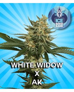 White Widow x AK Feminised Seeds