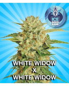 White Widow Feminised Seeds